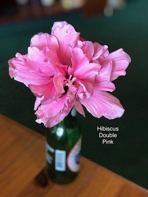 Hibiscus "Double Pink"
