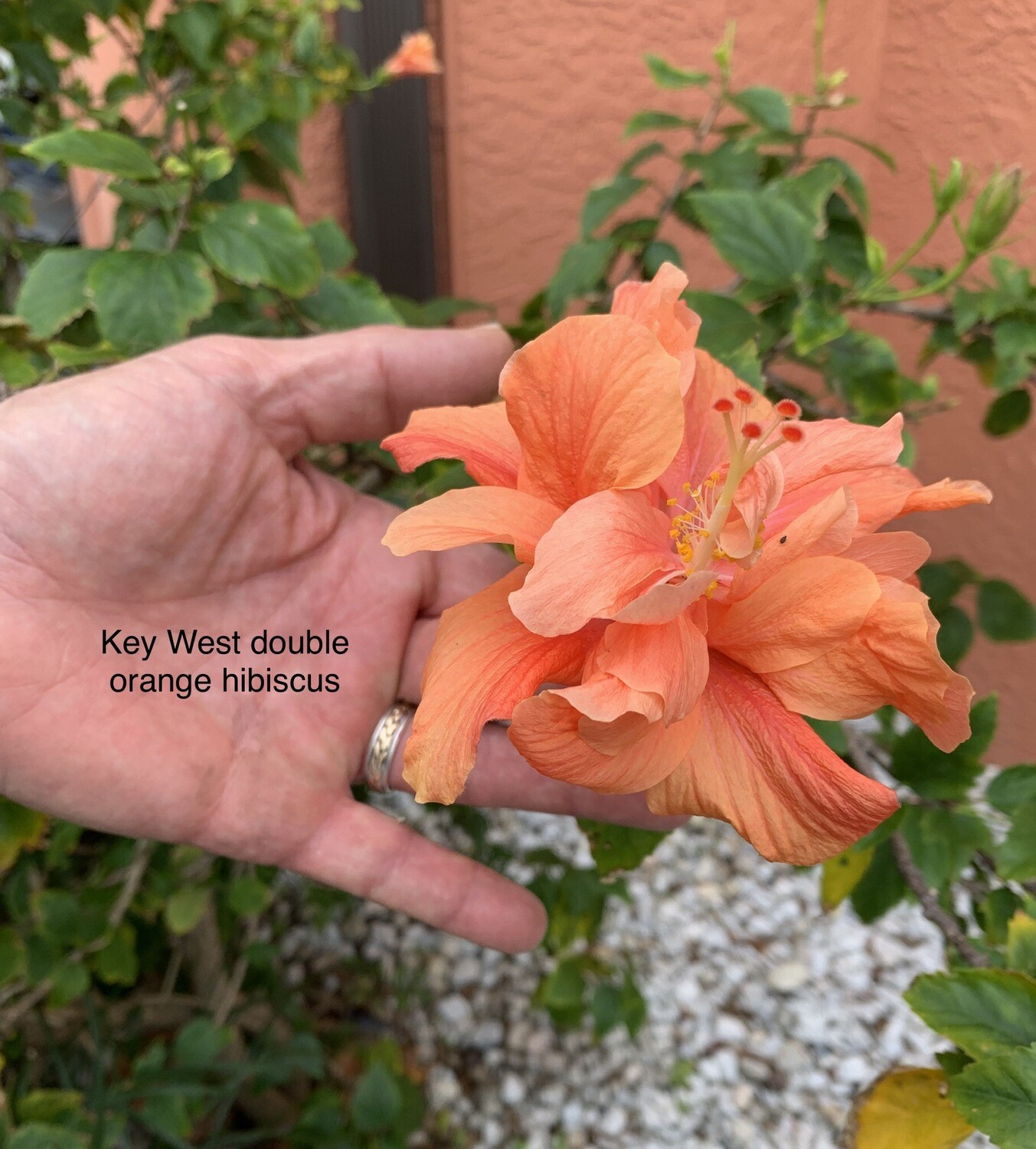 Hibiscus "Key West Double Orange"