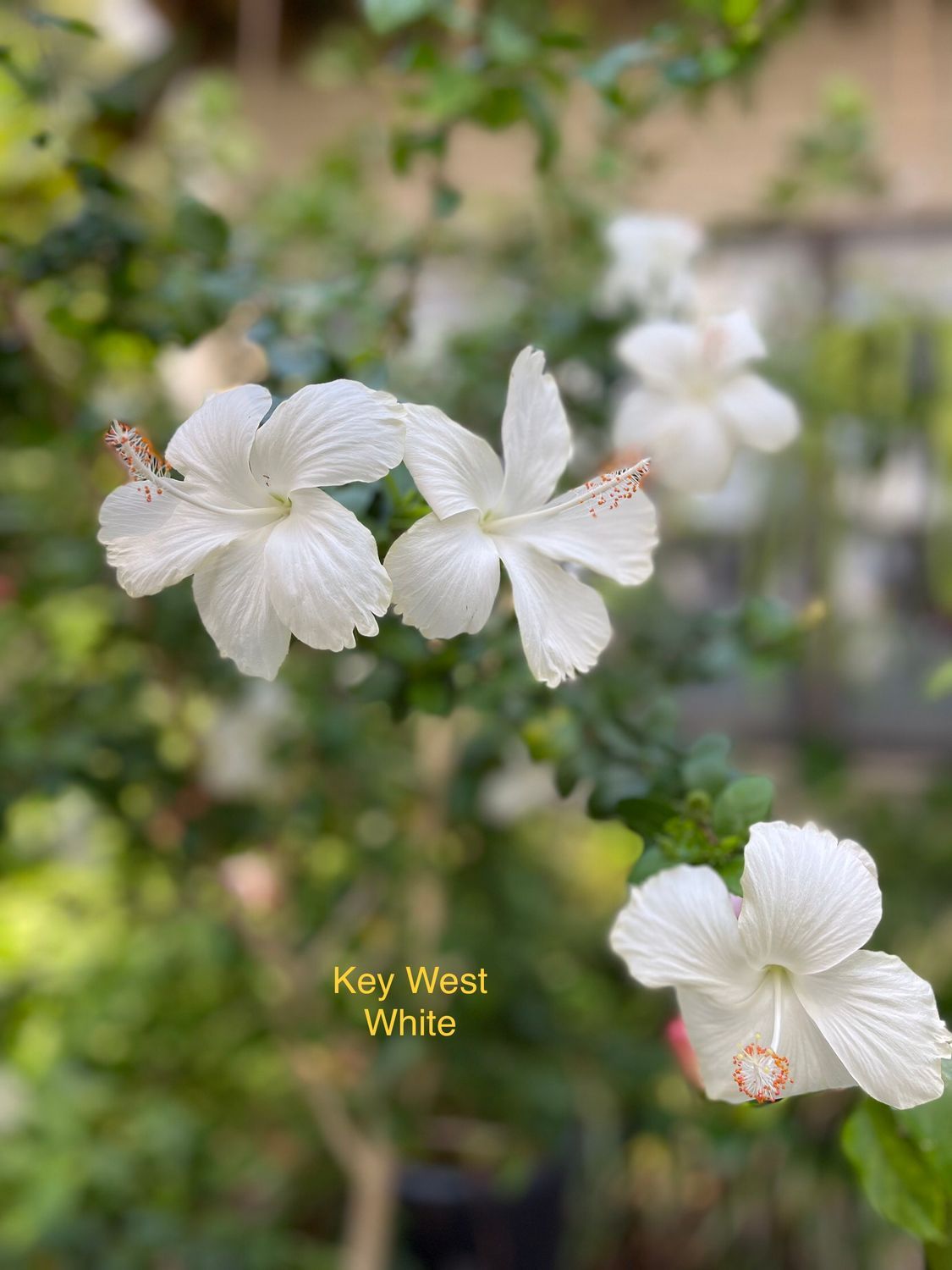 Hibiscus "Key West White"