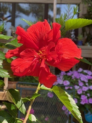 Hibiscus "Key West Double Red"