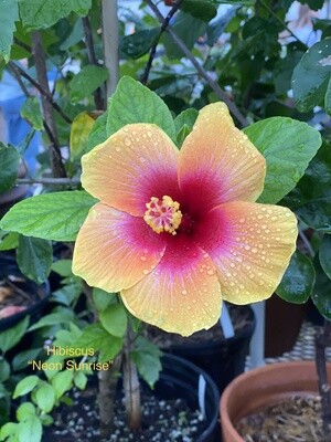 Hibiscus "Neon Sunrise"