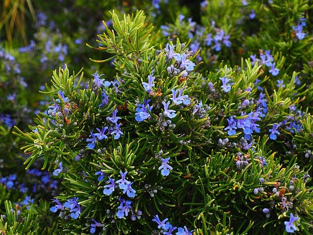 Upright Rosemary