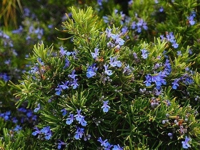 Upright Rosemary
