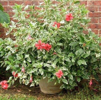 Hibiscus "Snow Queen"
