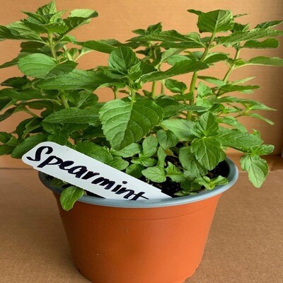 Spearmint Plant