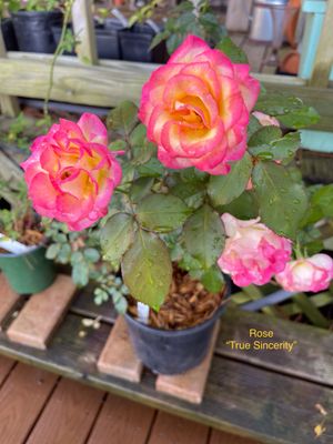 Rose, “True Sincerity” Rose, “True Sincerity”