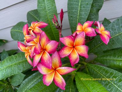 Plumeria “Jeannie Moragne”
