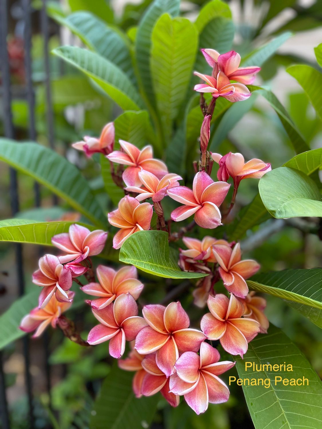Plumeria "Penang Peach"