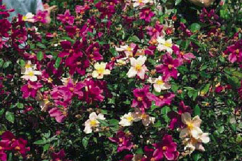 Rose “Mutabalis”