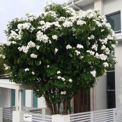 Plumeria pudica