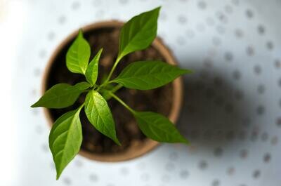 Bell Pepper Basil