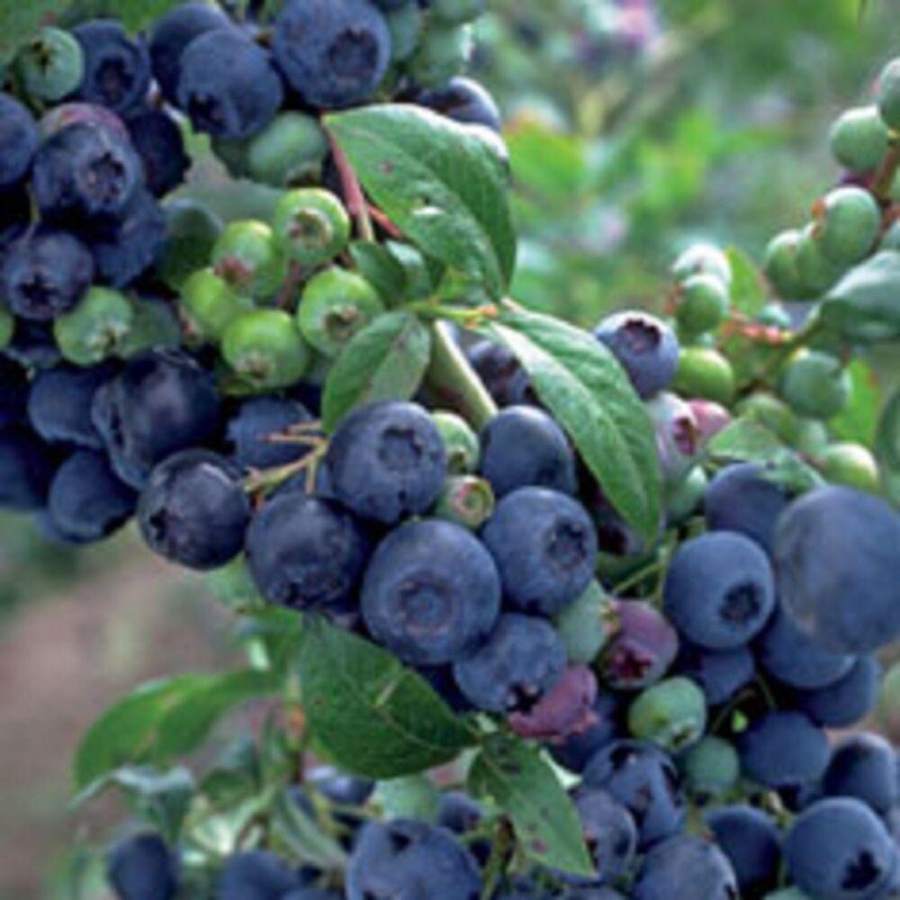 Blueberry “Premier”