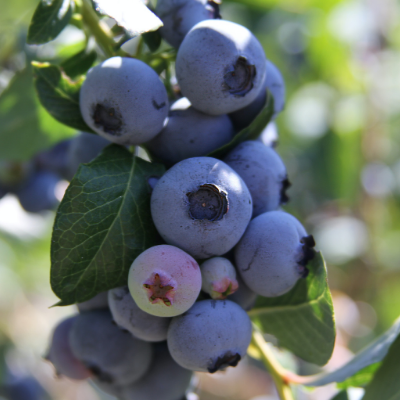Blueberry “Climax”