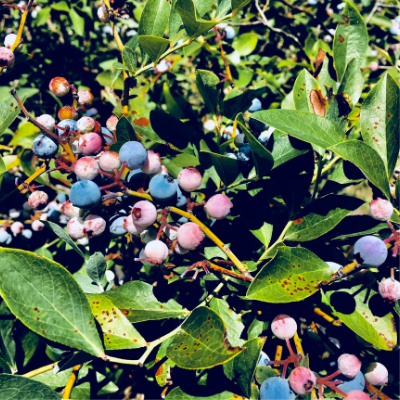 Blueberry “Tifblue”