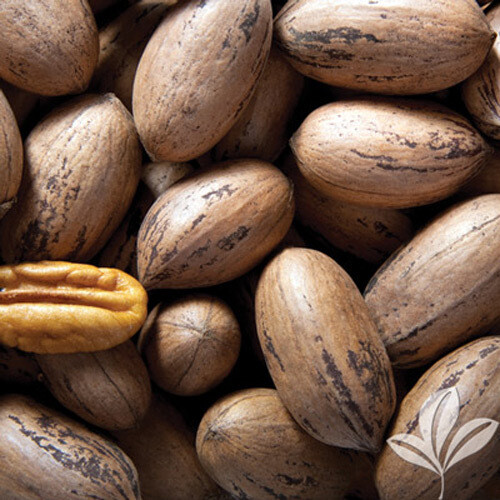 Native Pecan