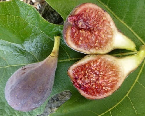 Fig “Celeste”