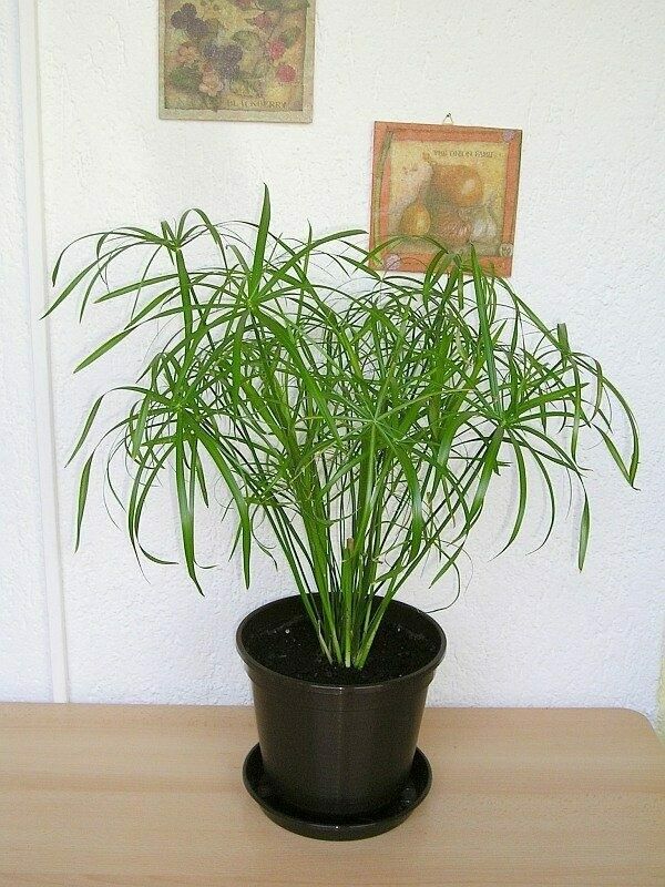 Umbrella Sedge