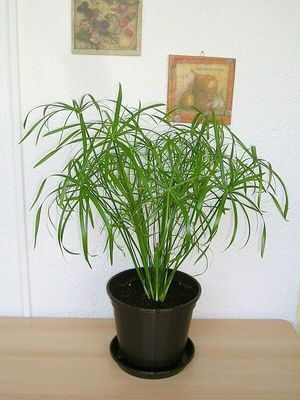 Umbrella Sedge