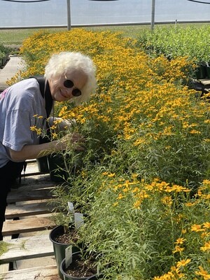Copper Canyon Daisy