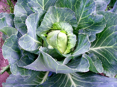 Cabbage, Early Jersey Wakefield