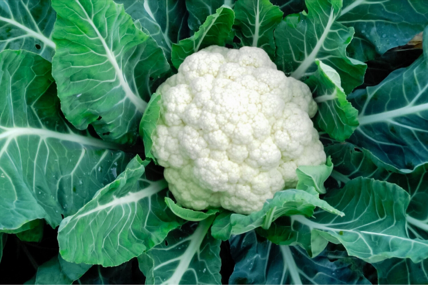 Cauliflower, Snowball