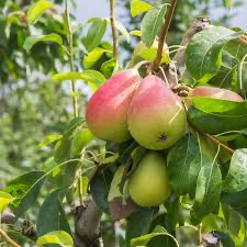 Pear “Warren”