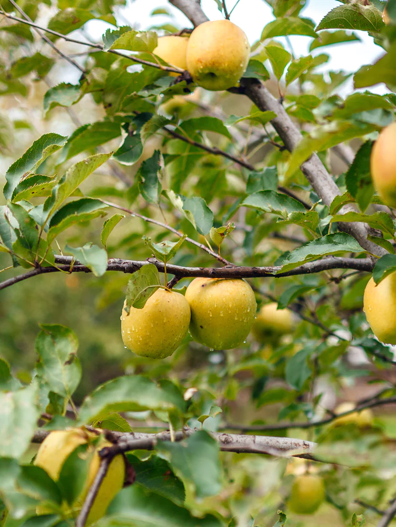 Apple Tree - “Ein Shemer”