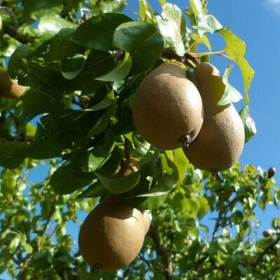 Pear, “Ayers”