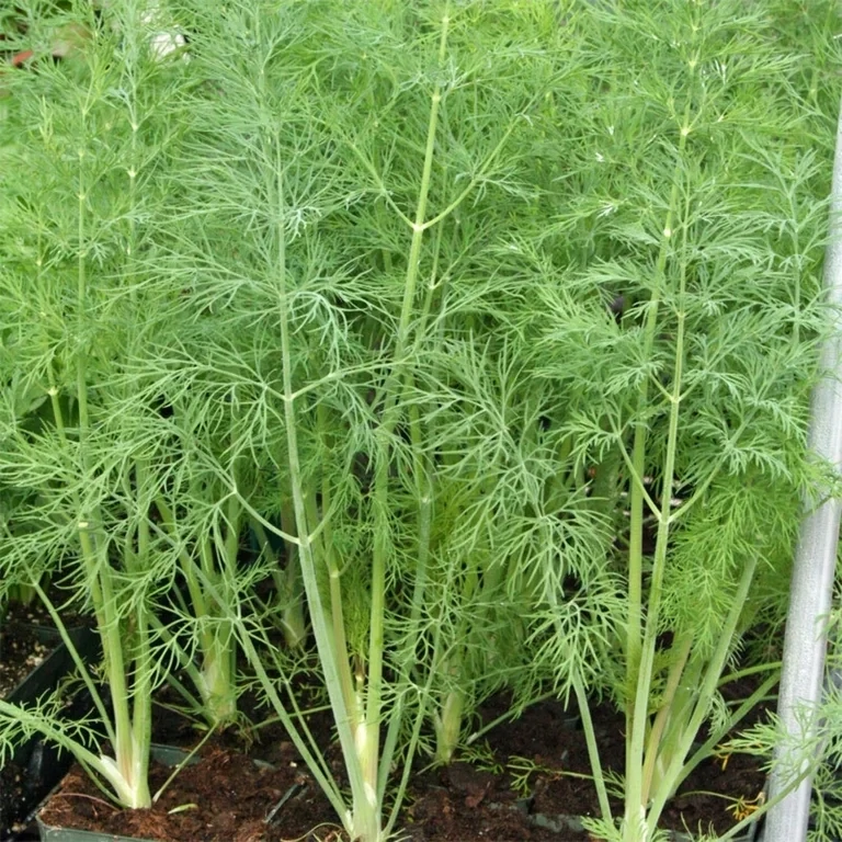 Dill