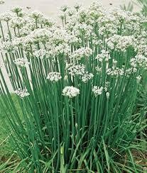 Chive, Garlic