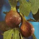 Fig “Texas Everbearing”