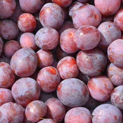 Plum “Santa Rosa”