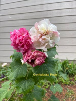 Confederate Rose