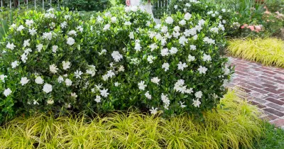 Gardenia