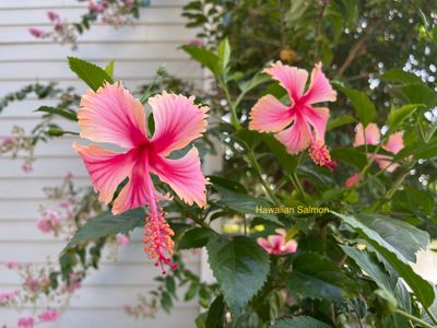 Hibiscus “Hawaiian Salmon” Hibiscus “Hawaiian Salmon”