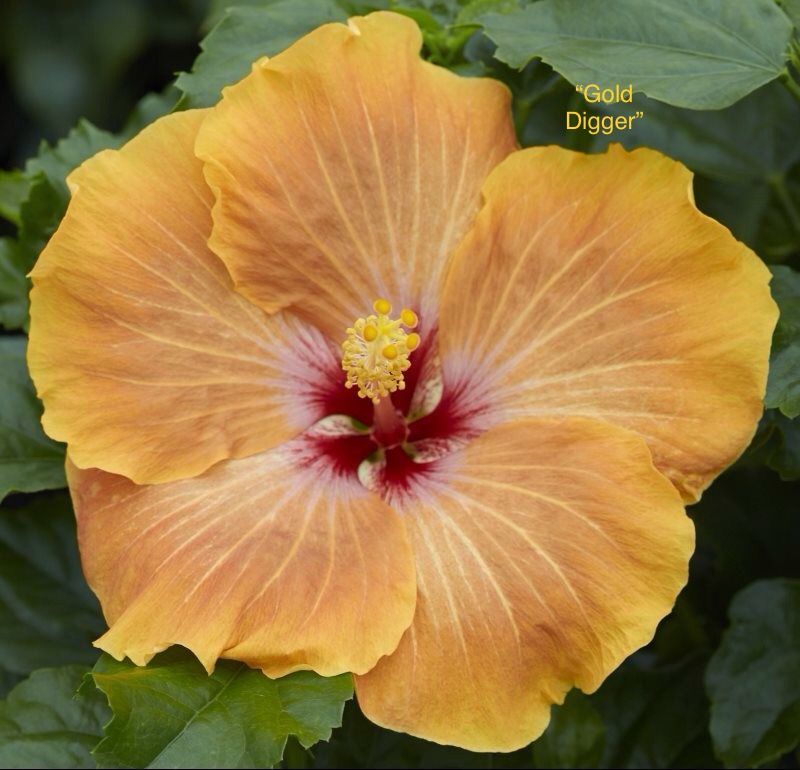 Hibiscus “Gold Digger”