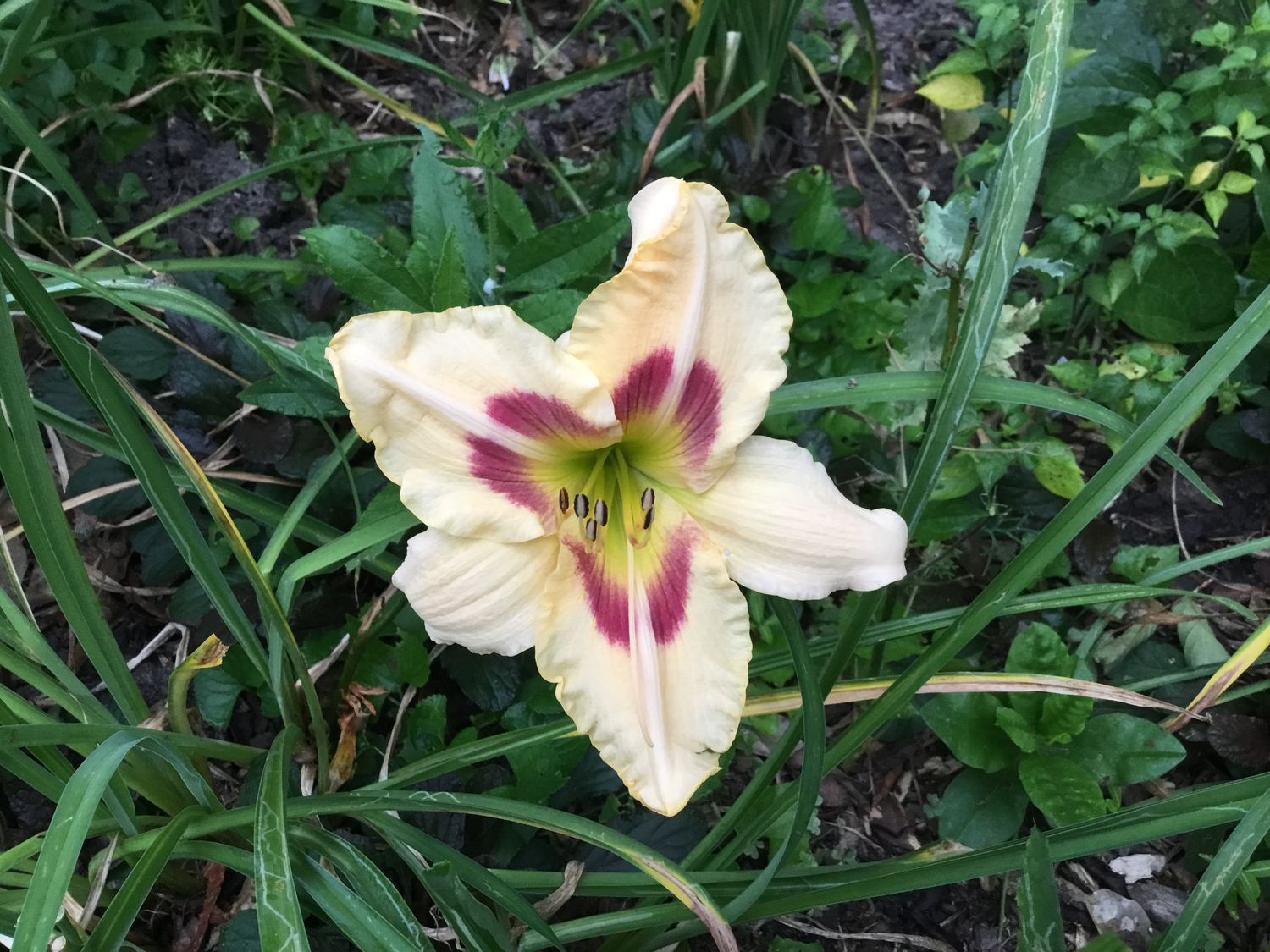 Daylily “Femme Fatale”