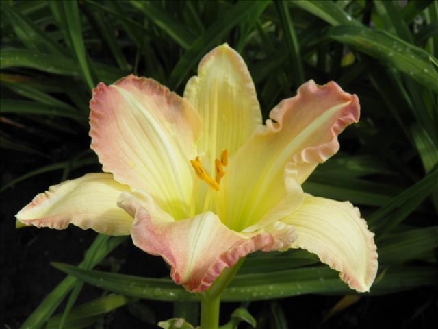 Daylily “Beautiful Edgings”