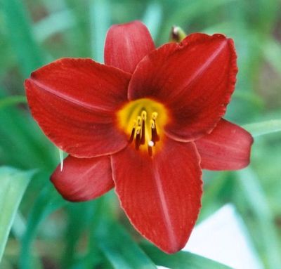 Daylily “Texas Cherry”
