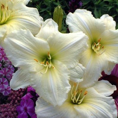 Daylily “Joan Senior”