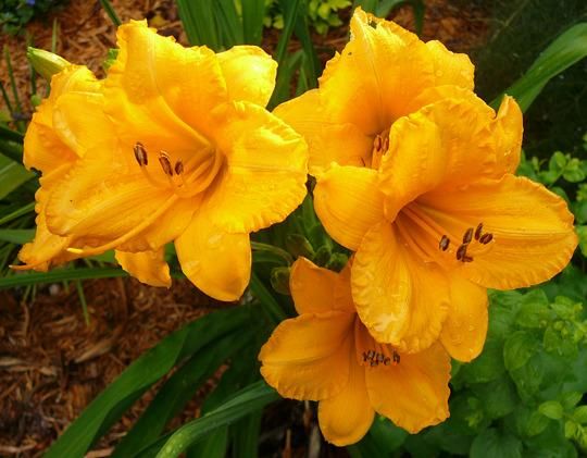 Daylily “Little Orange Tex”