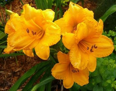 Daylily “Little Orange Tex”