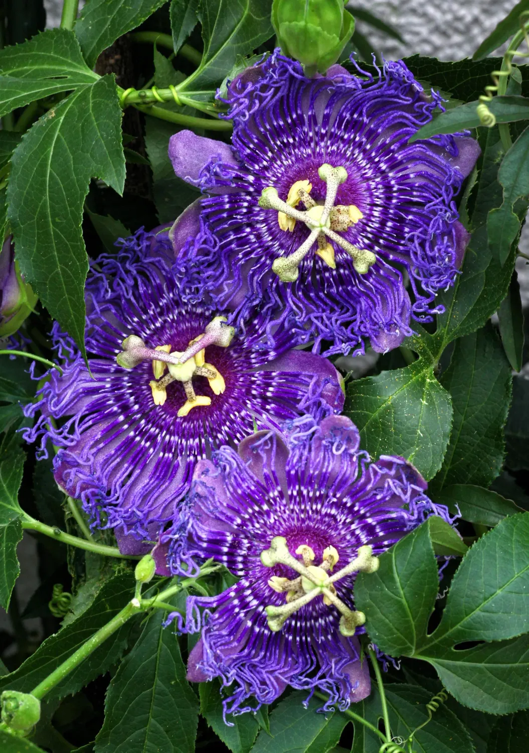 Passion Vine, Purple