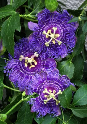 Passion Vine, Purple