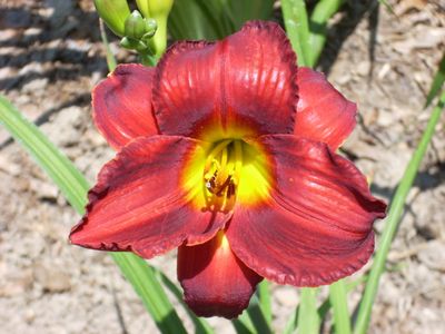 Daylily “Annie Golightly”