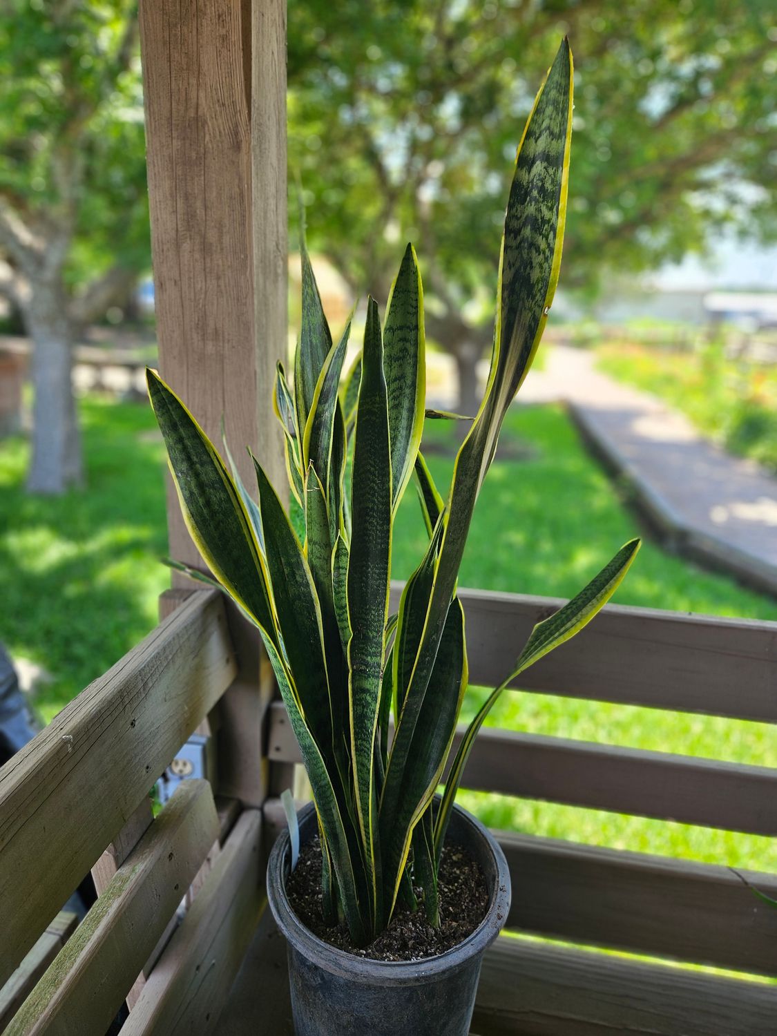 Snake Plant TALL 2 Gal  (Sansevieria/ Dracaena)