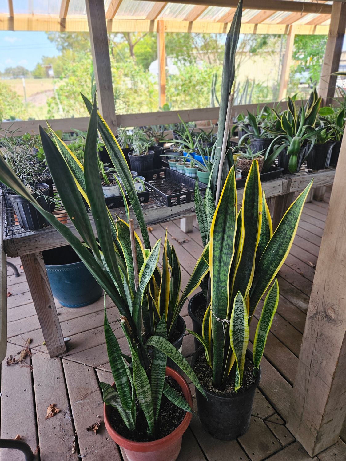 Snake Plant TALL 2 Gal  (Sansevieria/ Dracaena)