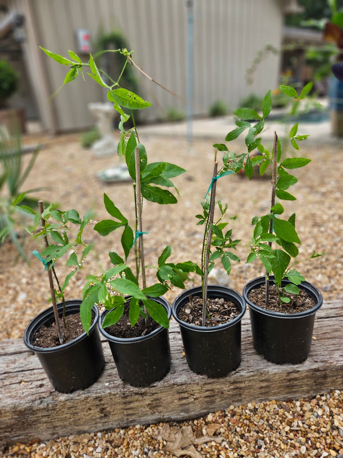 Passionflower Vine  (Passiflora incarnata)