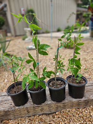 Passionflower Vine  (Passiflora incarnata)
