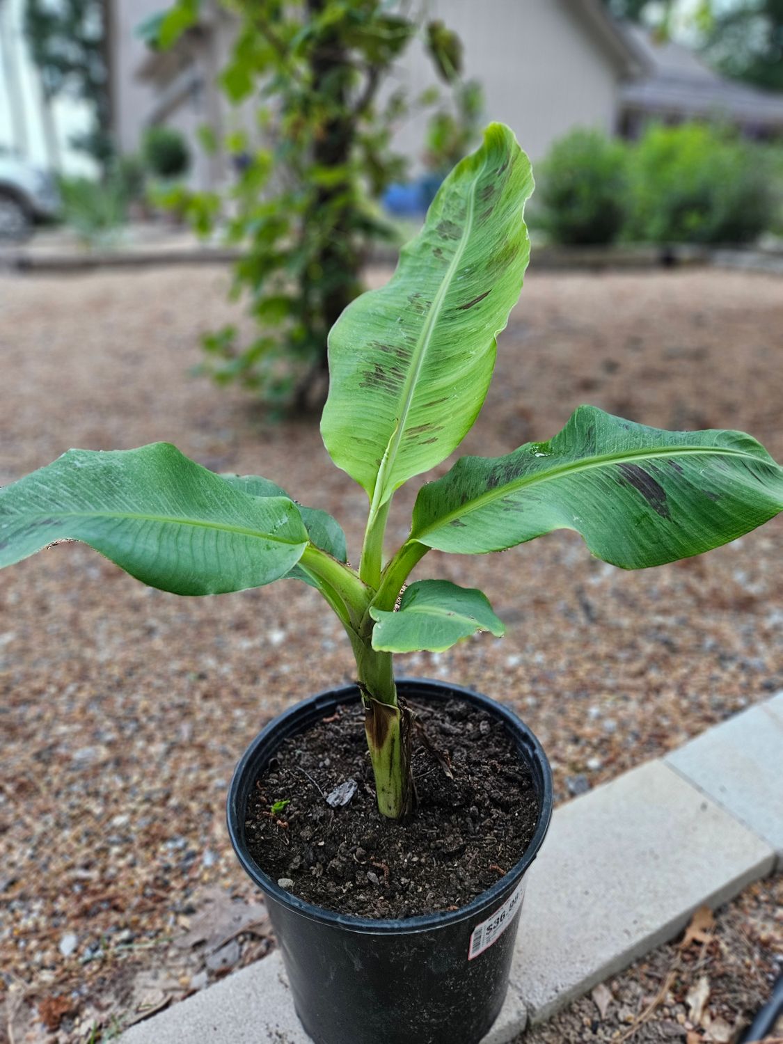 Dwarf Banana (Dwarf Cavendish)